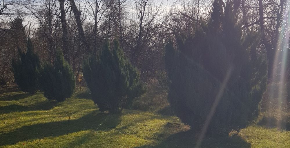 Туя ялівець великі кущі