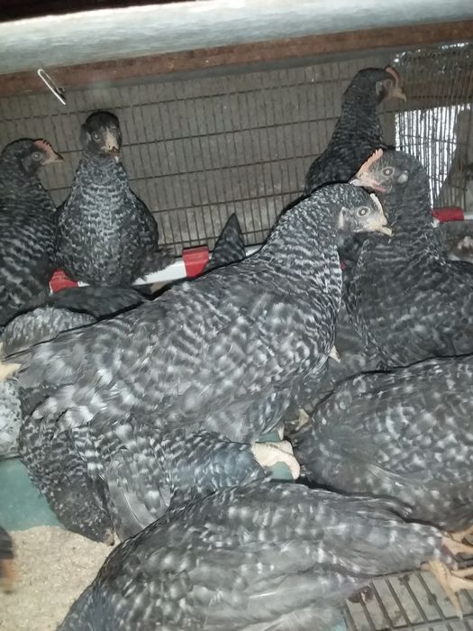 Птиця курка гуска качка.