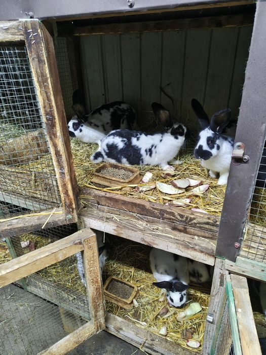 Króliki #samce#samice