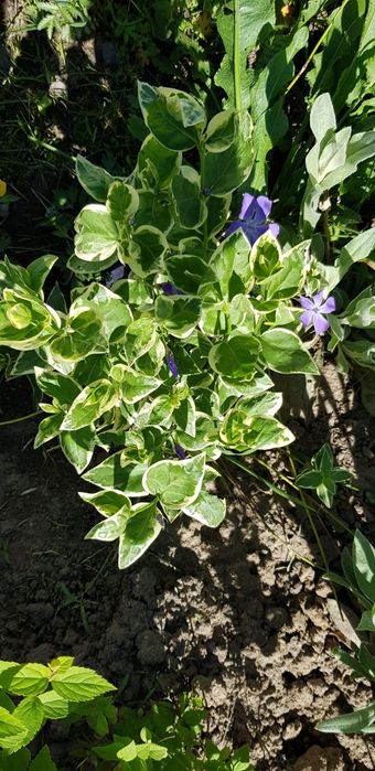 Очіток Седум великі кущі, очиток,барвінок