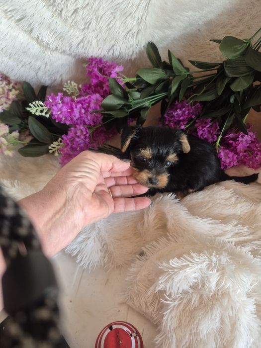 Yorkshire Terrier Fêmea Criadora Registada PT3088FL