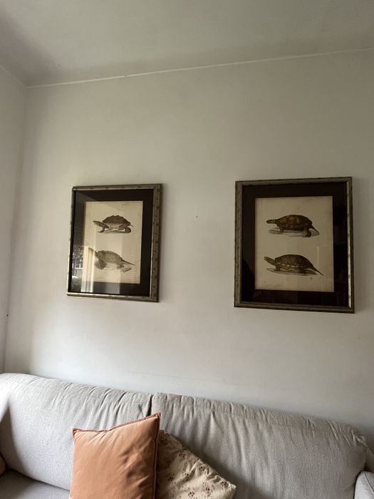 Dois quadros tartarugas425129309939978243