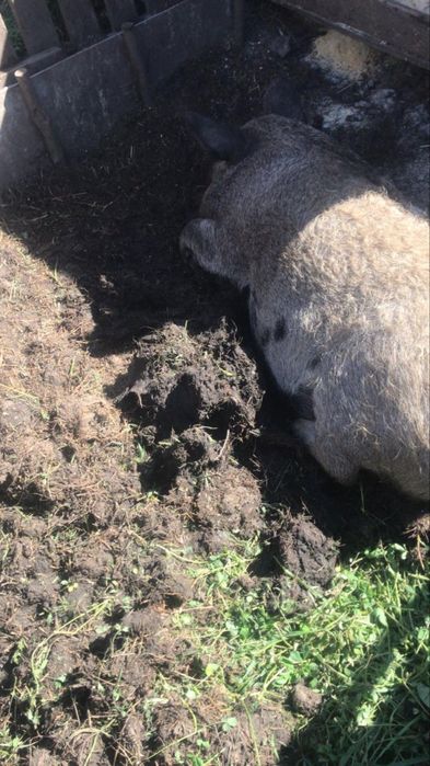 Продаються поросята і поросна свинка мангалиця