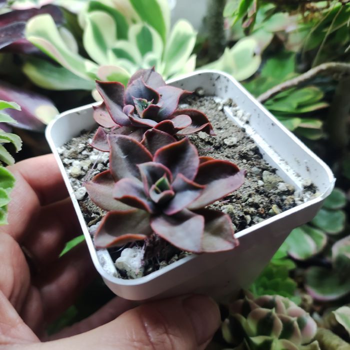 echeveria unguiculata