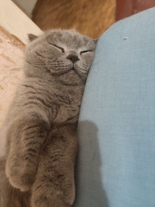 Сіре кошеня, кішка, кошка висловуха