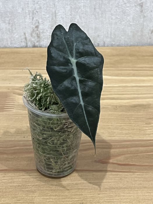 Алоказія Поллі в наявності