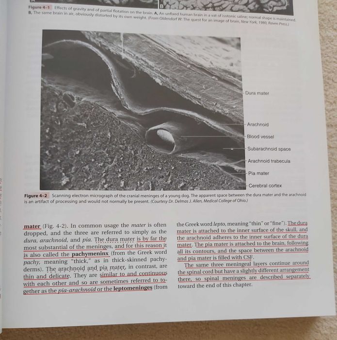 Livro de Neuroanatomia - The Human Brain - Funcional Anatomy -  Nolte