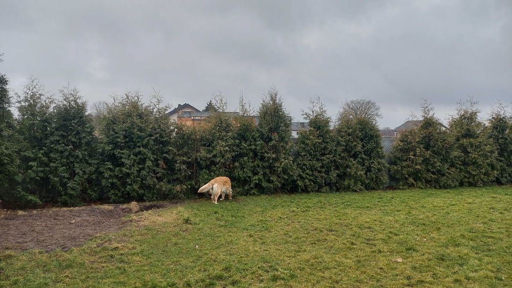 tuje brabant 20szt gratis 3szt za worki z ziemią oddam