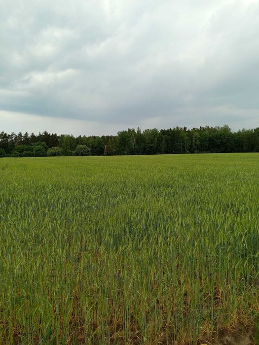Działki na sprzedaż
