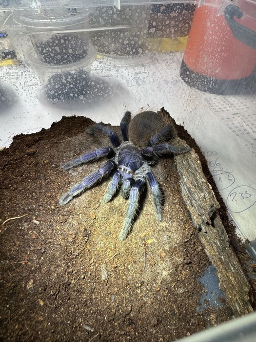 Lasiocyano sazimai L5/6 Ptasznik