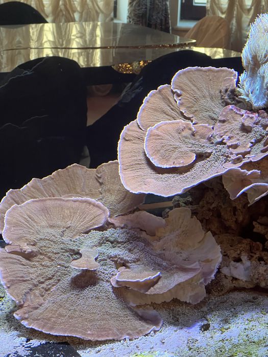 Терміново продам морські корали