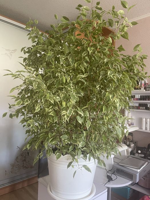 Продам шикарный ФИКУС