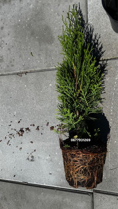 Туя смарагд 45-50см в горщику 2л