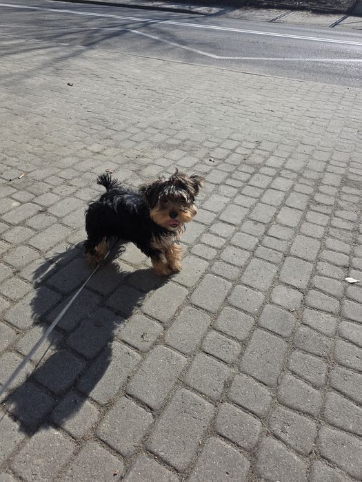 Oddam yorka w dobre rece