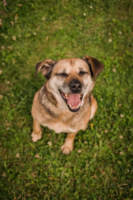 Janinka do pilnej adopcji!