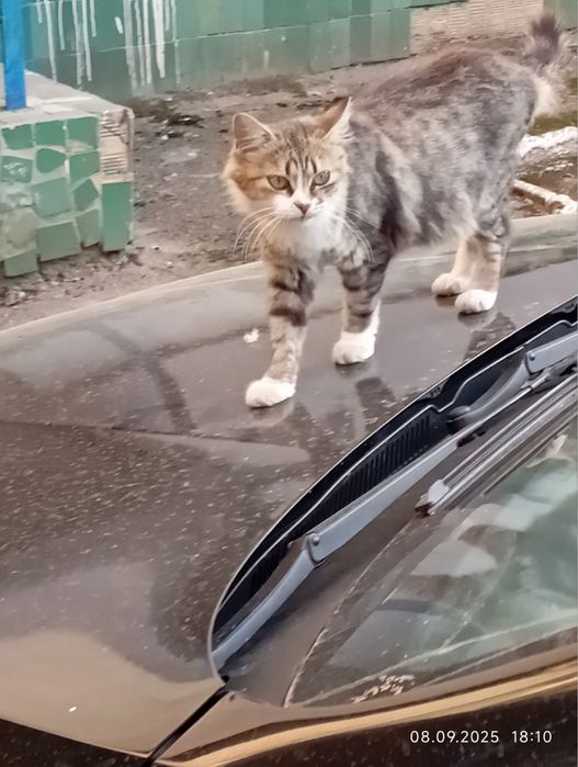 У пошуках родини кицюня