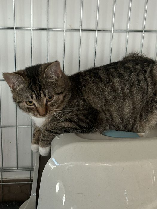 Uratowana kotka potrzebuje domu