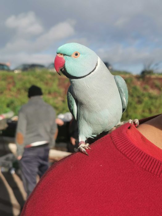 Agraponis/Roseicolis domésticados