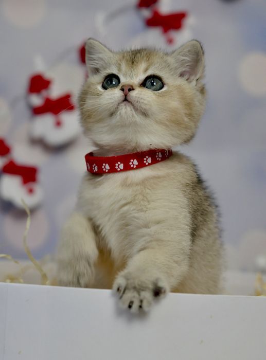 Кошенята золоті британські