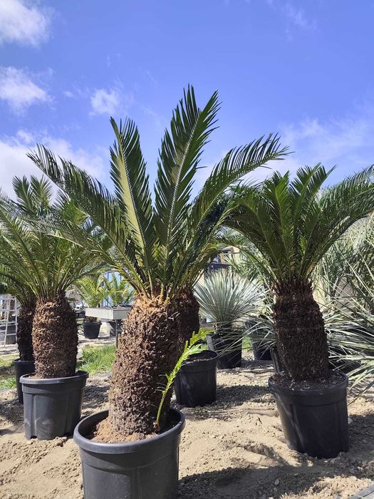 Cycas revoluta 40-50 cm pnia 120-140 cm całkowita