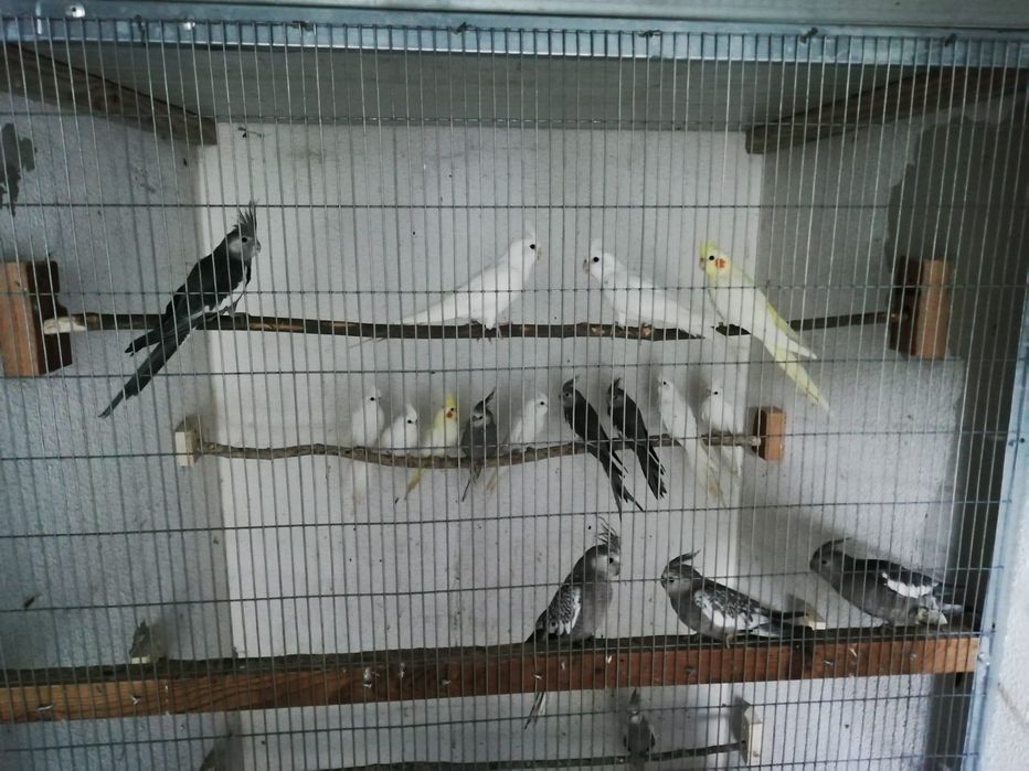 Caturras várias idades