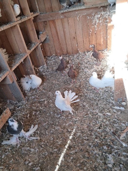 Gołębie "pawiki" Likwidacja hodowli