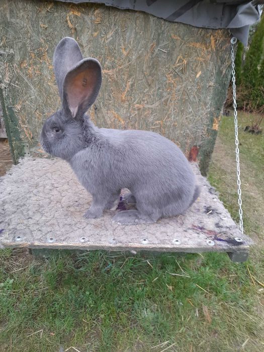 Olbrzym Belgijski Niebieski