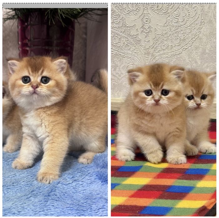 Неймовірні пухнастики 1,5 місяці британська золота шиншила