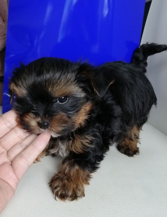 Yorkshire Terrier York szczeniaczek  maluszek