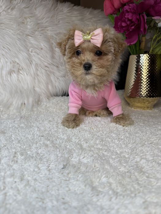 Найкрасивіші мальтипу