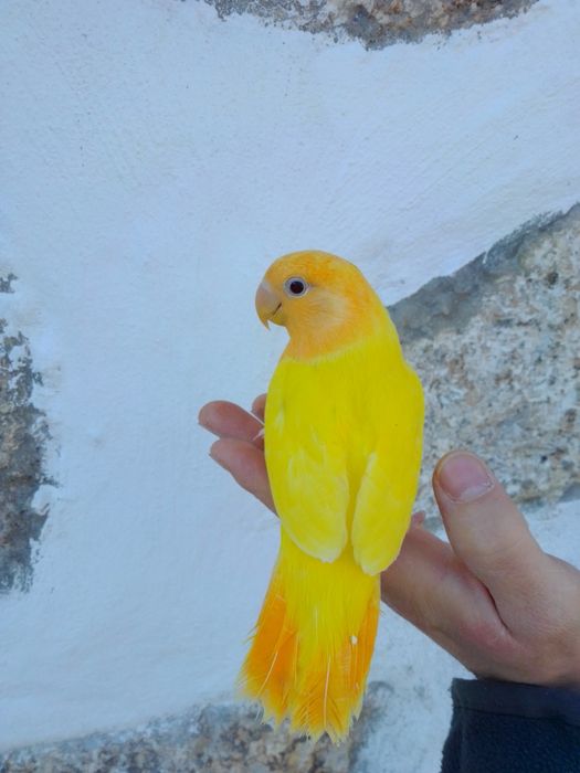 Agapórnis Domesticados