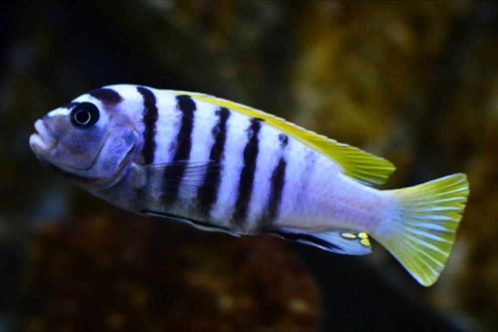Pyszczaki Malawi Pielęgnice Cynotilapia Jaloo Reef 1+2