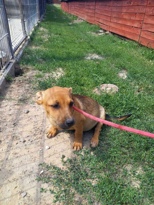 Pieski do adopcji!