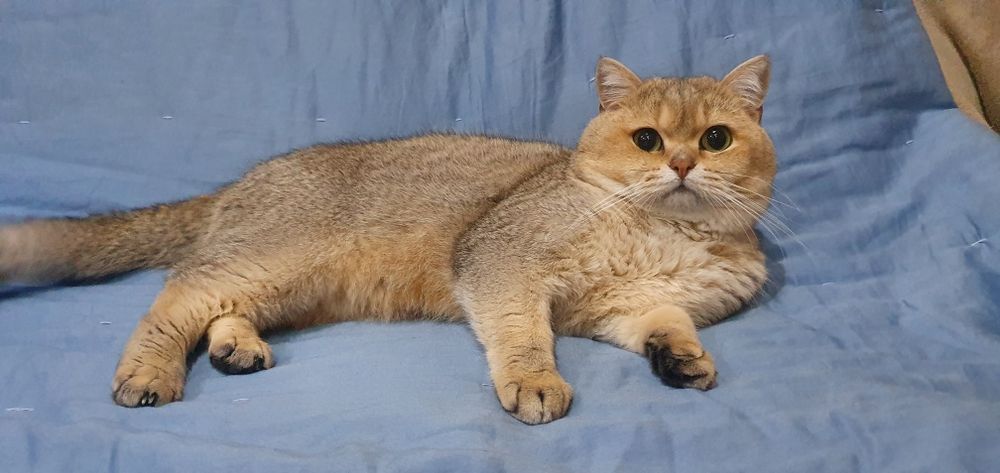 Розплідник пропонує дівчинку золотої шиншили в дорогому кольорі ny12