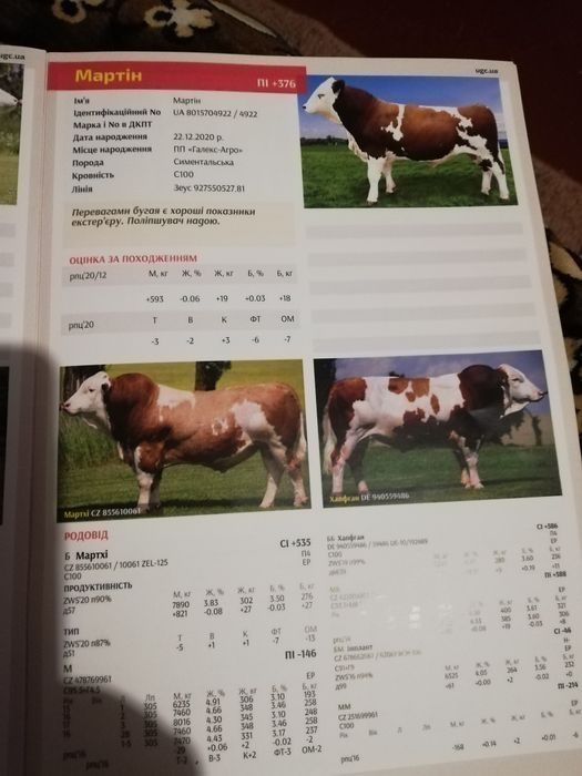 Продам теличку симентальскої породи