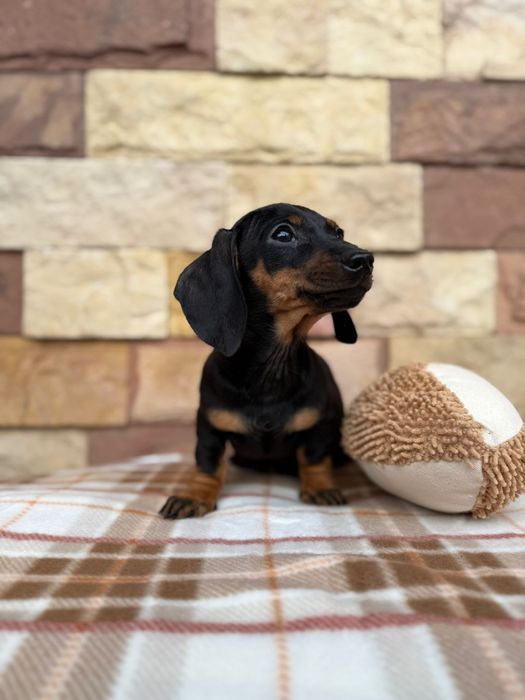 Sunia jamnik miniaturowy czarna-podpalana z rodowodem i wyprawką