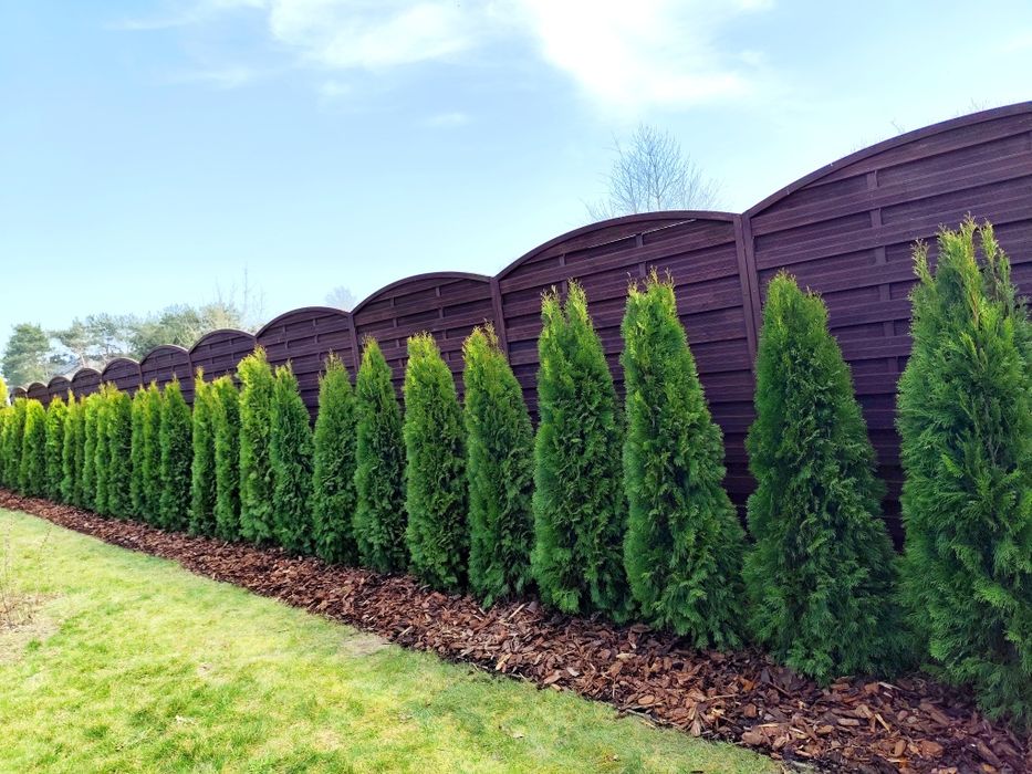 Thuja Smaragd Tuja Szmaragd super jakość 100-200 cm SADZENIE TRANSPORT Rośliny ozdobne Usługi ogrodnicze