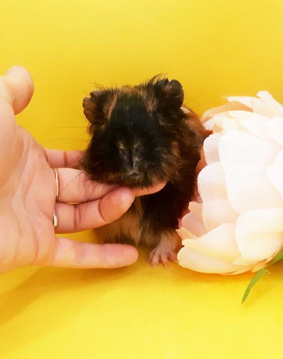 Морская свинка,морська свинка,морские свинки,морські свинки