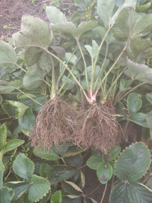 Sadzonki truskawek zdrowy system korzeniowy 60gr