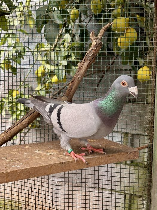 Pombos linha antiga - casais