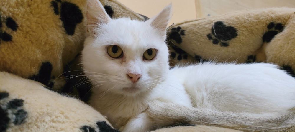 Пристраиваем в добрые руки.