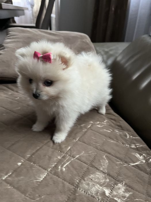 Szpic miniaturowy pomeranian suczka