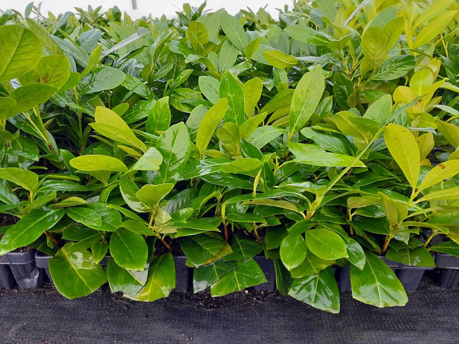 Laurowiśnia wschodnia! Sadzimy! 200 cm! Dowozimy! Novita! Caucasica!