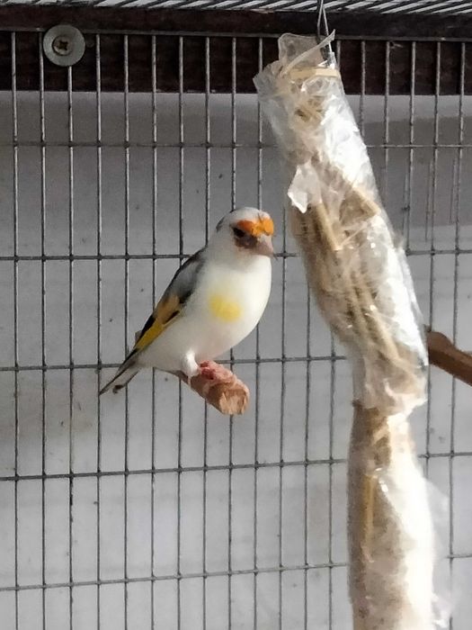 Pintassilgos Major para cedência.Criador registado no ICNF. 15PT0027/B