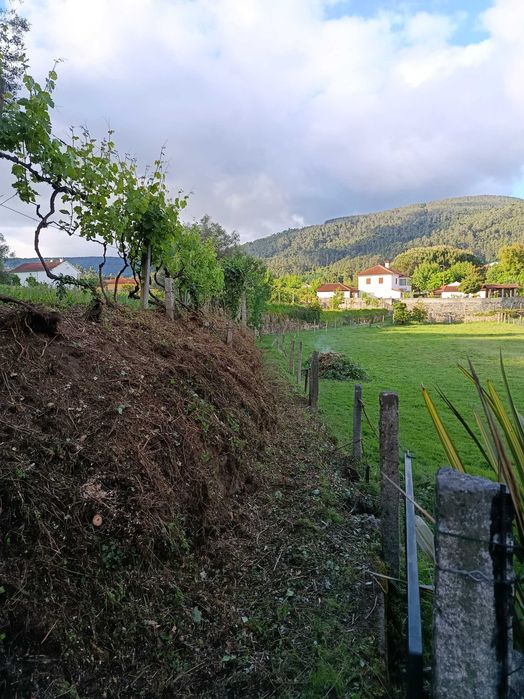 Limpeza e poda de árvores508332537462149122