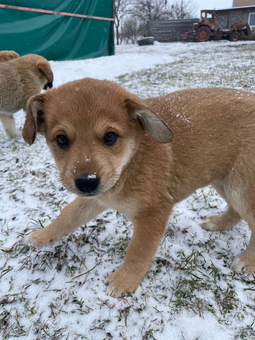 Віддам цуценя в добрі руки