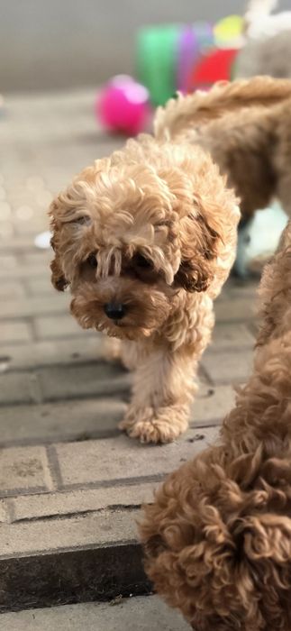 Cavapoo/ chłopczyk
