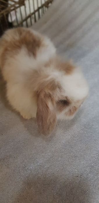 Kit coelhos anoes orelhudos puros na minha criacao na Benedita