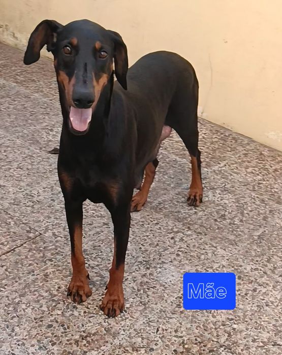 Excelente Dobermann europeu com Lop/pedegree