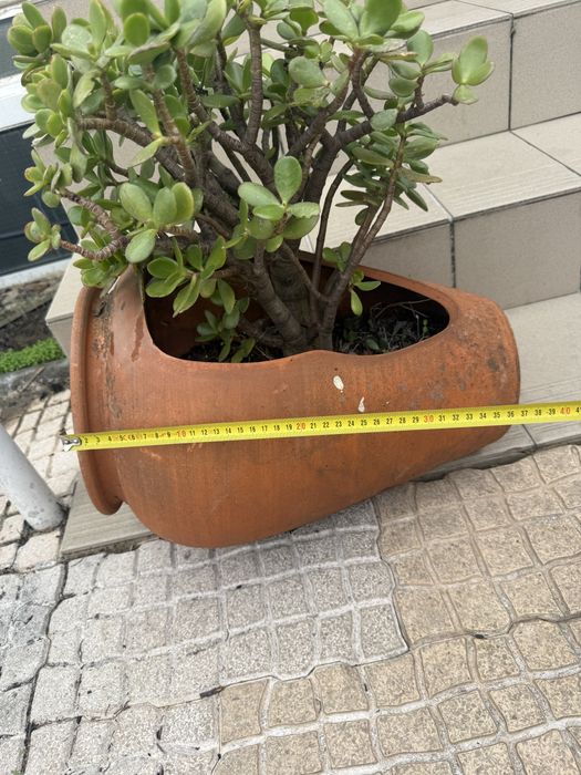 Vendo conjunto de 3 vasos de barro, 2 deles já com plantas suculentas